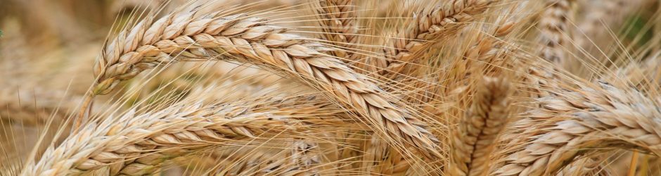close-up-of-wheat-326082